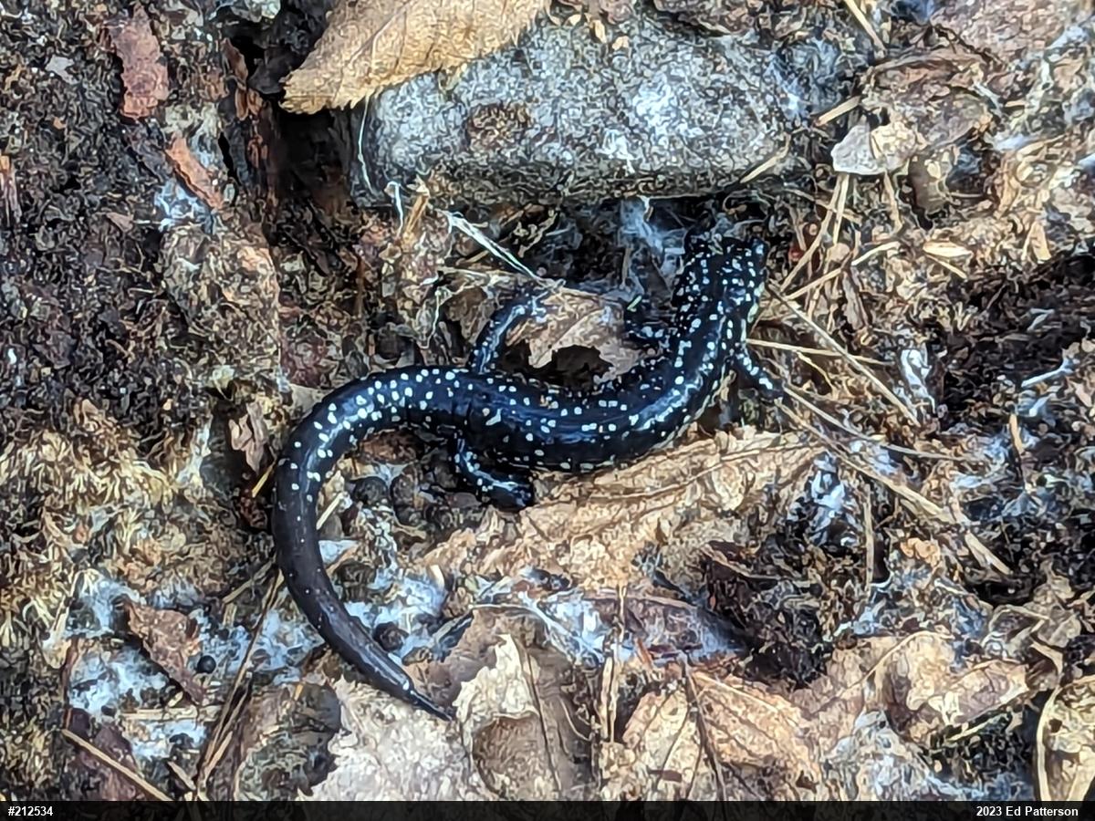 Northern Slimy Salamander