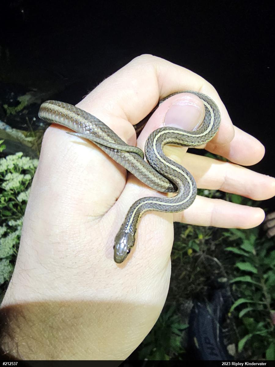 Shorthead Gartersnake