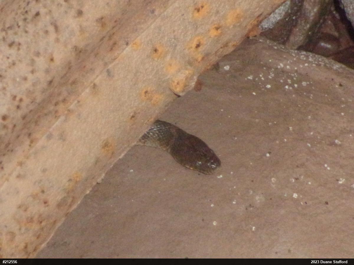 Northern Watersnake