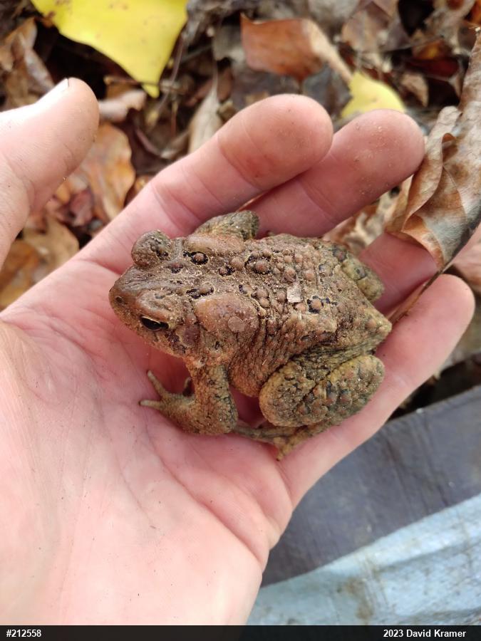 Eastern American Toad