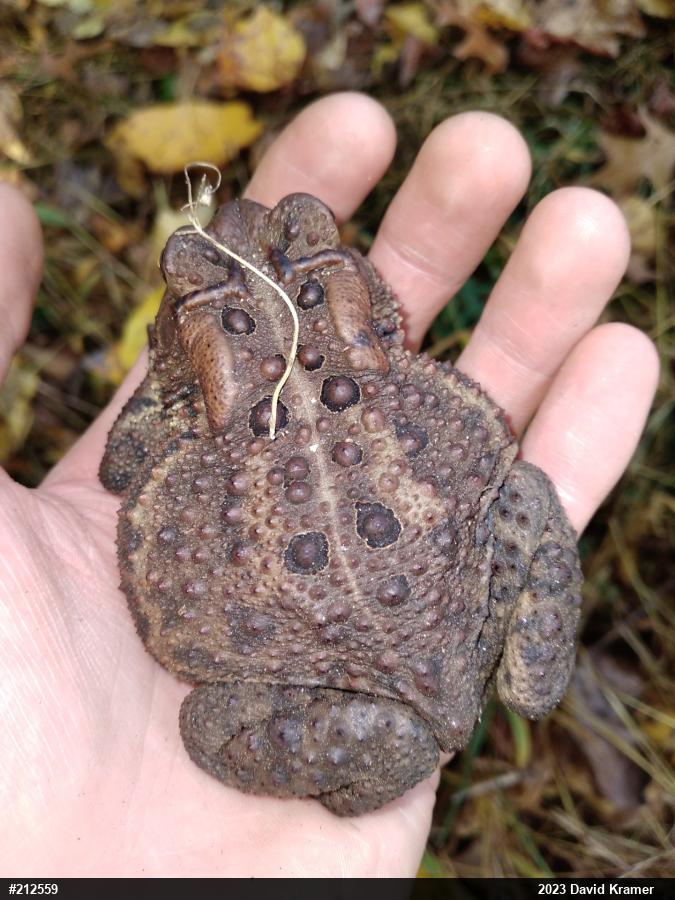 Eastern American Toad