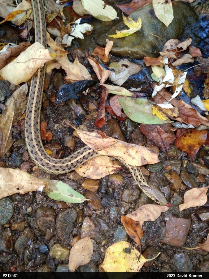 Eastern Gartersnake