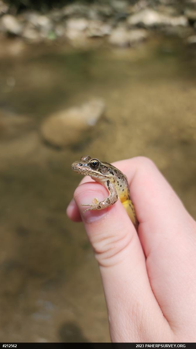 Pickerel Frog