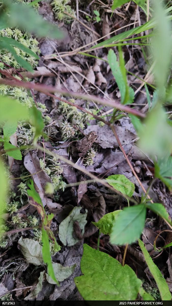 Eastern American Toad