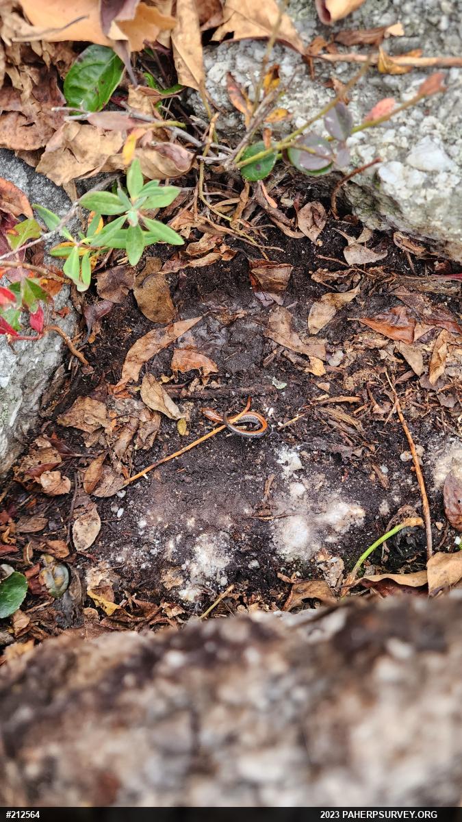 Eastern Red-backed  Salamander