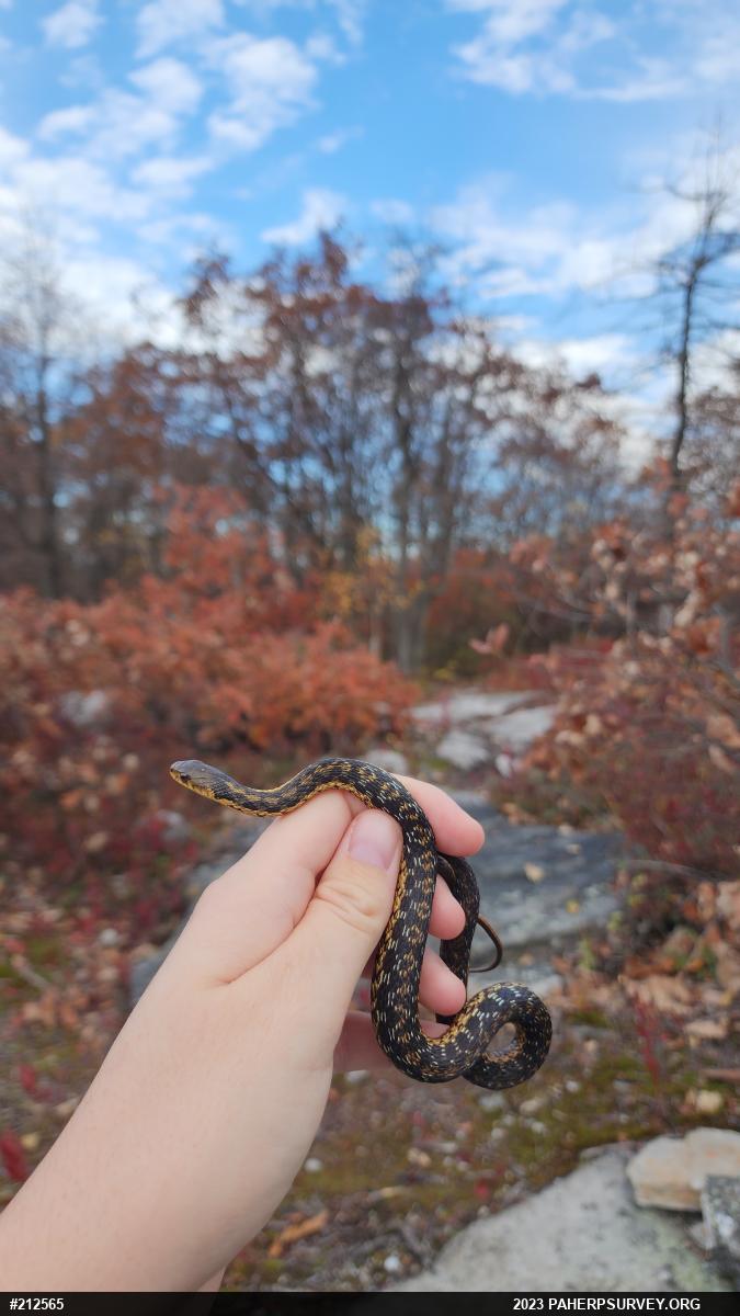 Eastern Gartersnake