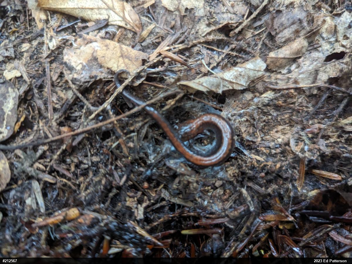 Eastern Red-backed  Salamander