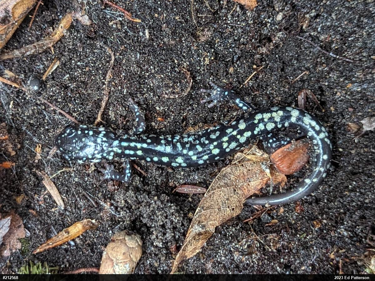 Northern Slimy Salamander