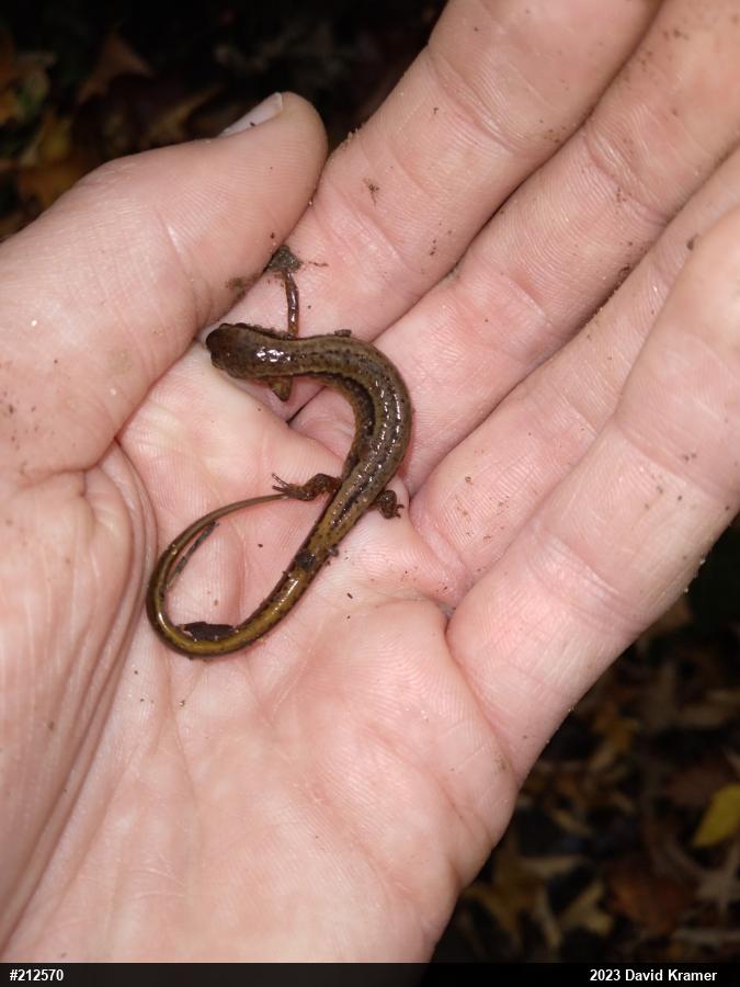 Northern Two-lined Salamander