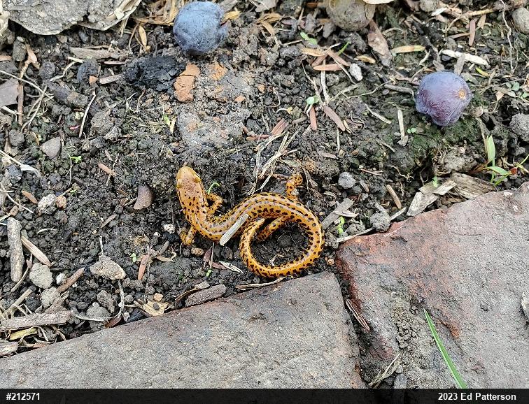 Eastern Long-tailed Salamander