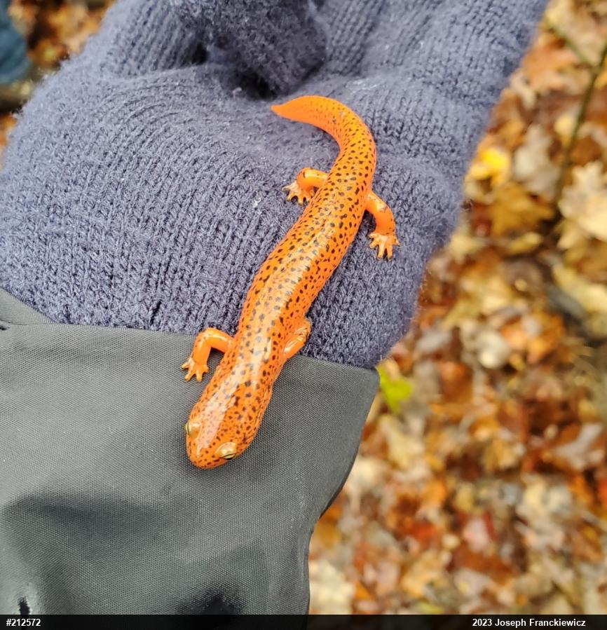 Northern Red Salamander