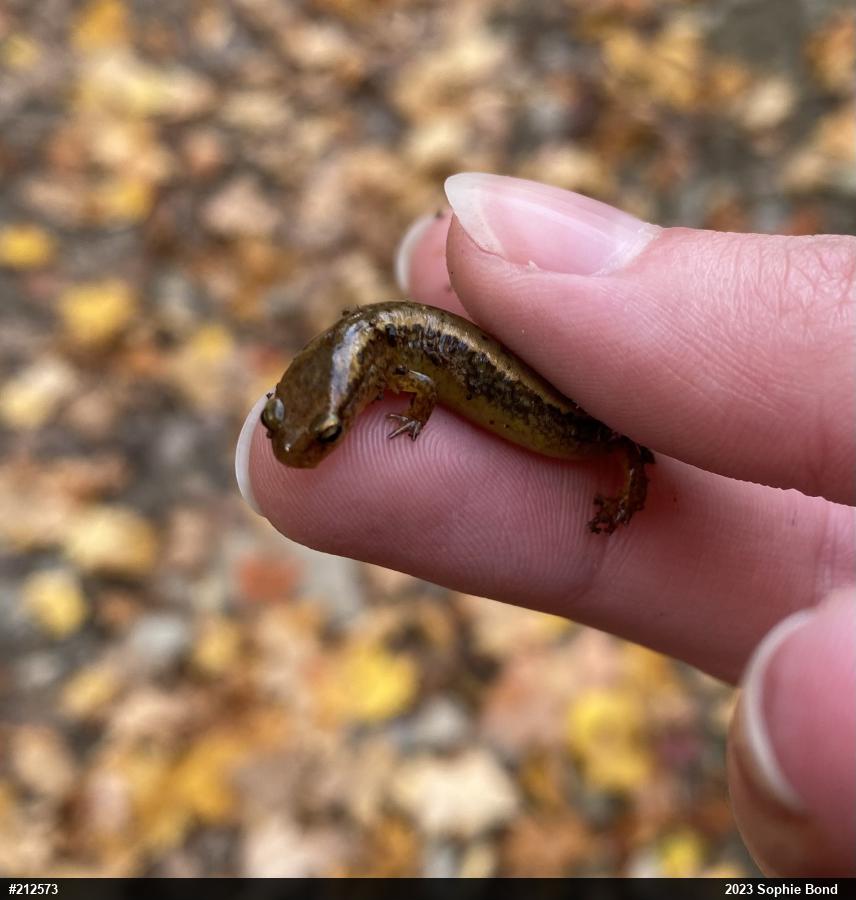 Northern Two-lined Salamander