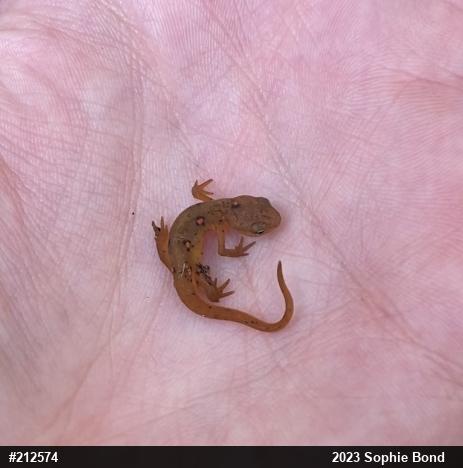 Red-spotted Newt