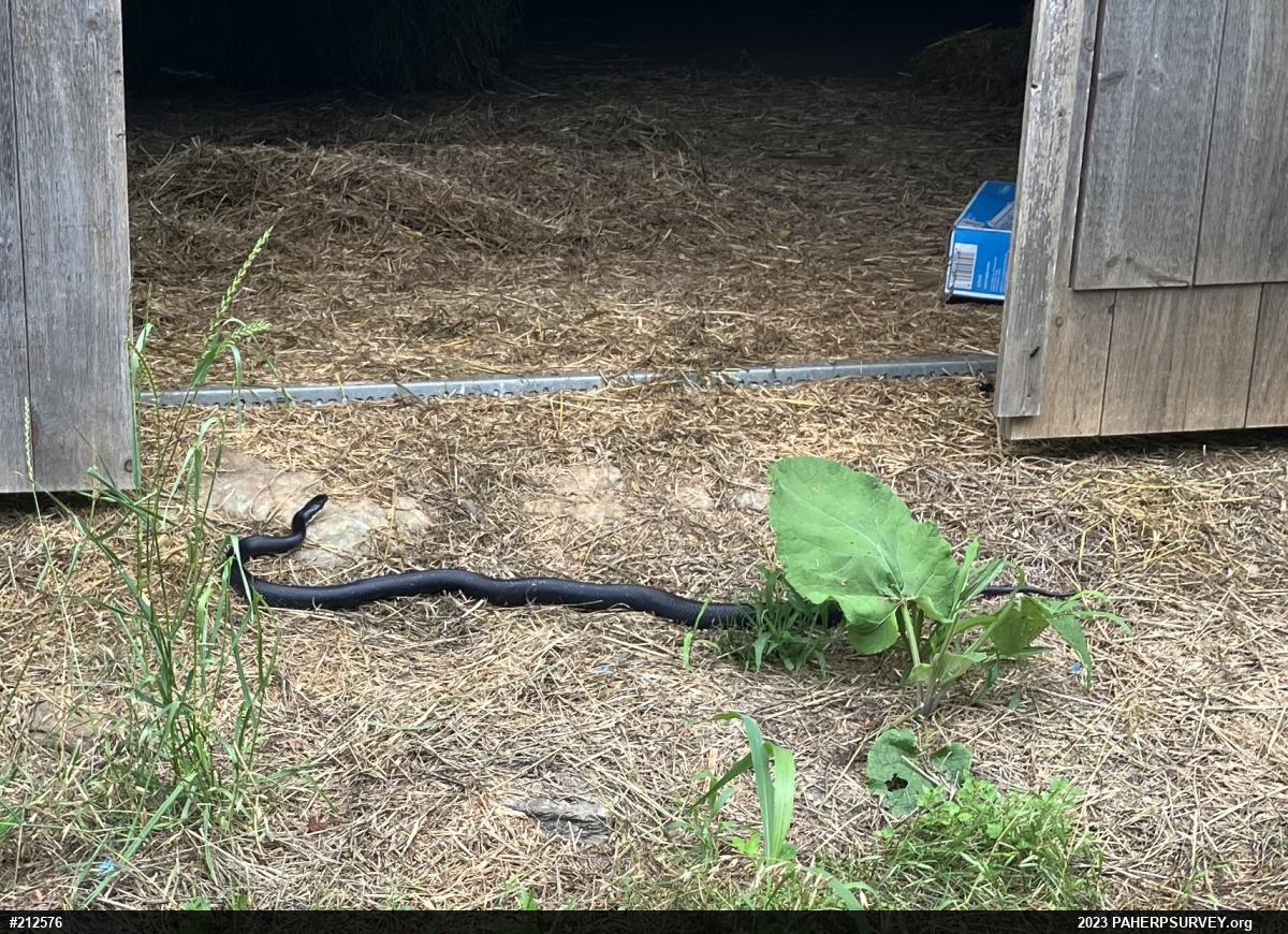 Eastern Ratsnake