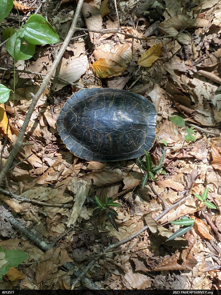 Pond Slider