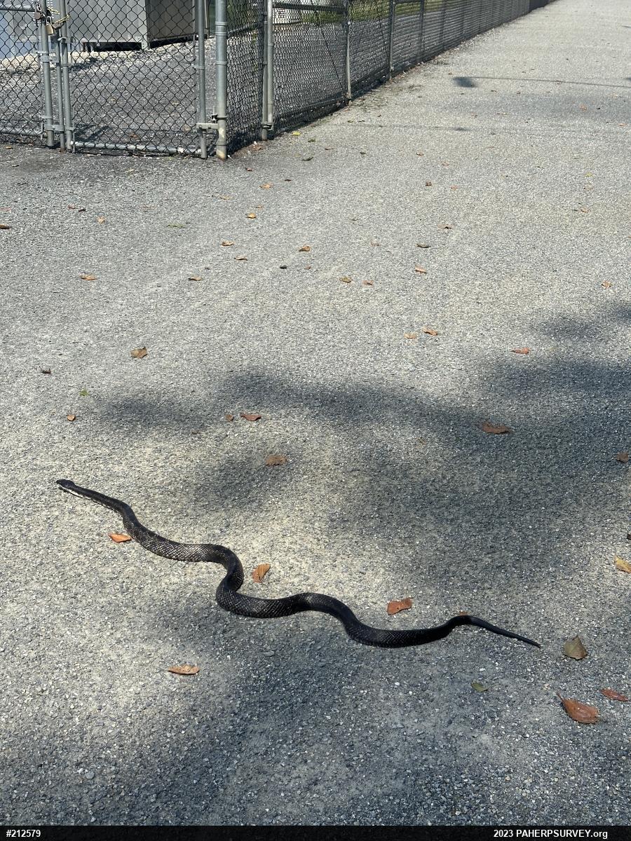 Eastern Ratsnake