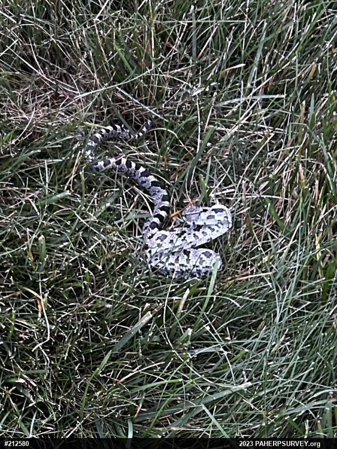 Eastern Ratsnake