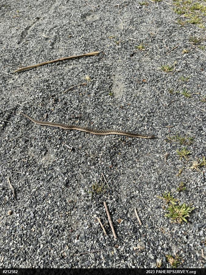 Eastern Gartersnake