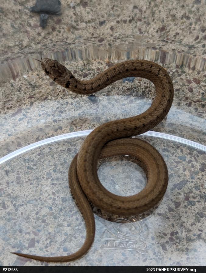 Dekay's Brownsnake