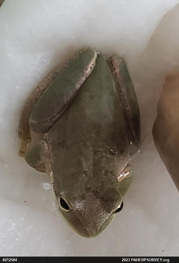 Unknown Gray Treefrog