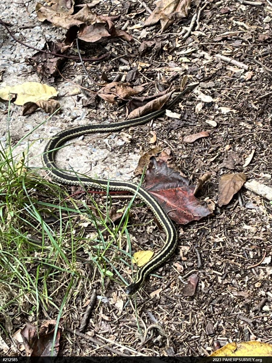 Eastern Gartersnake
