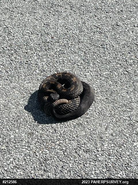 Timber Rattlesnake