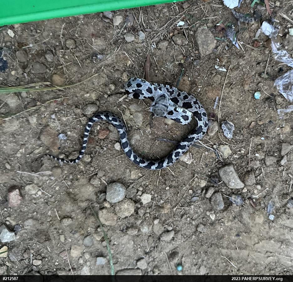 Eastern Ratsnake