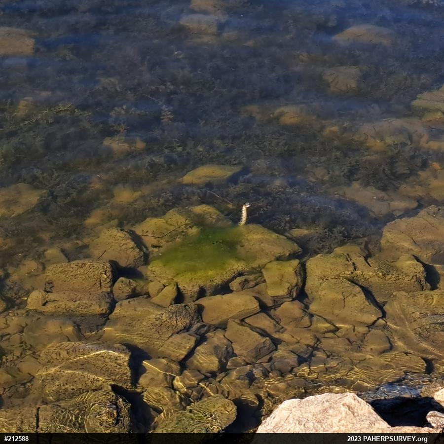 Northern Watersnake