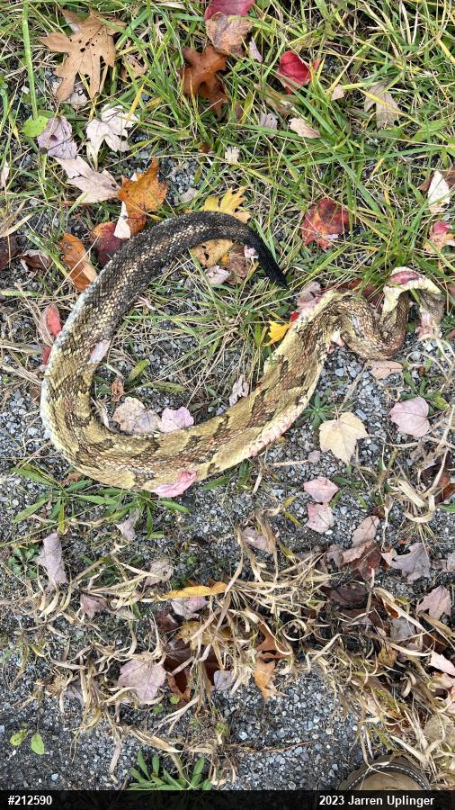 Timber Rattlesnake