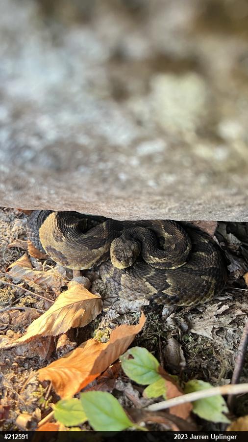 Timber Rattlesnake