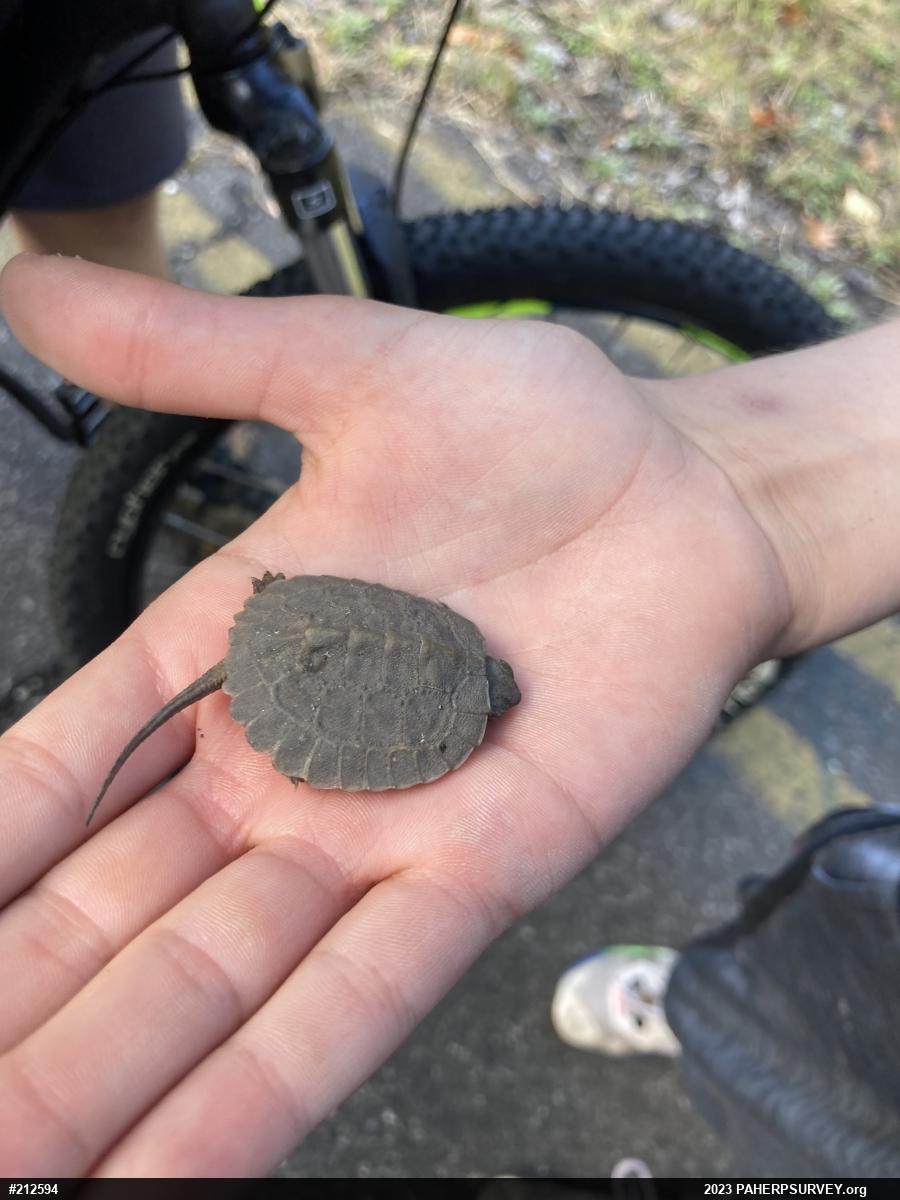 Wood Turtle