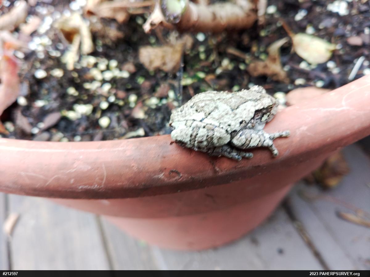 Unknown Gray Treefrog