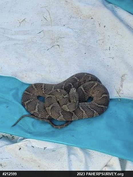 Northern Watersnake