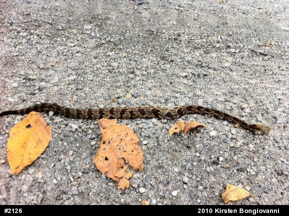 Timber Rattlesnake