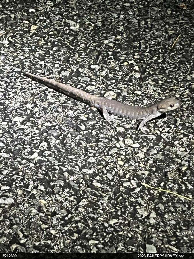 Jefferson Salamander