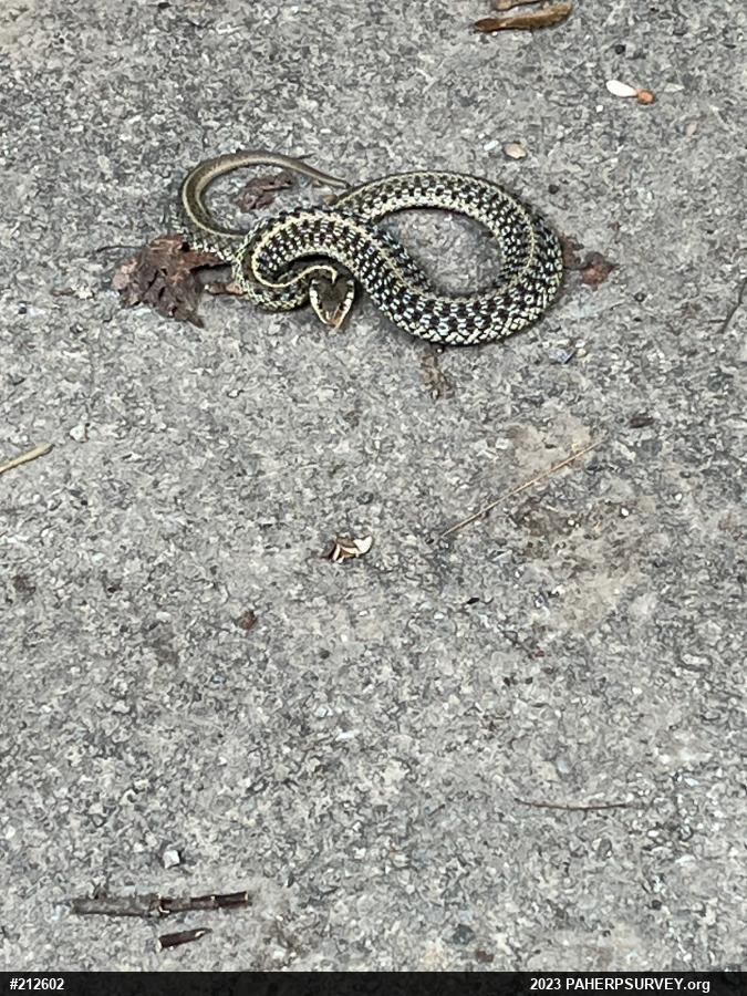 Eastern Gartersnake
