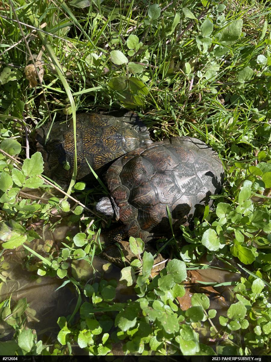 Wood Turtle