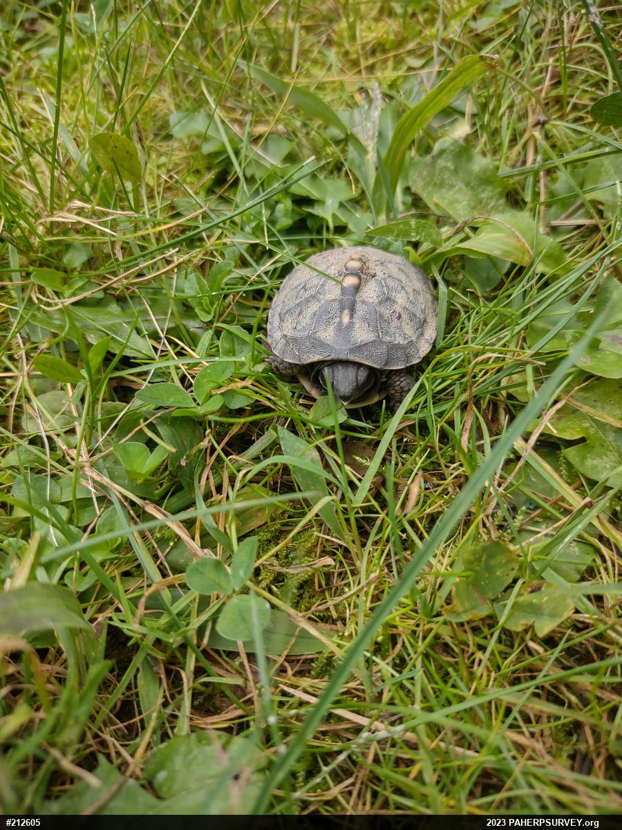 Eastern Box Turtle
