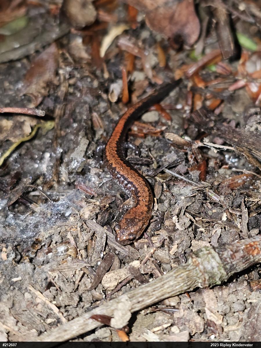 Eastern Red-backed  Salamander