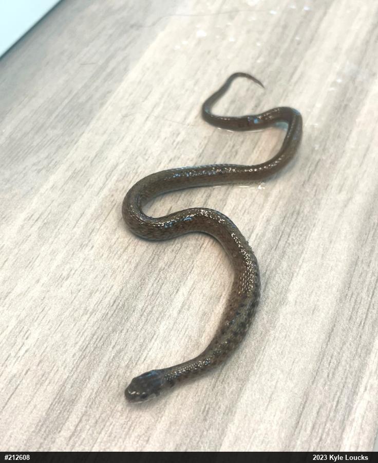 Dekay's Brownsnake