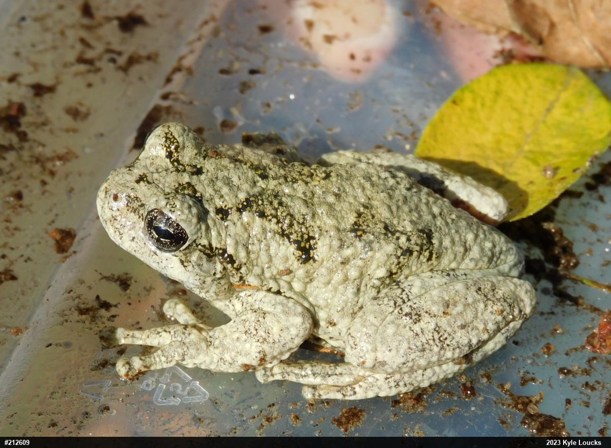Unknown Gray Treefrog