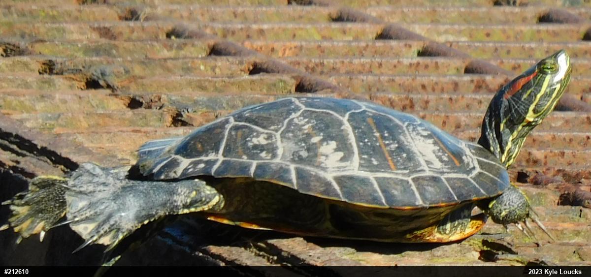 Red-eared Slider
