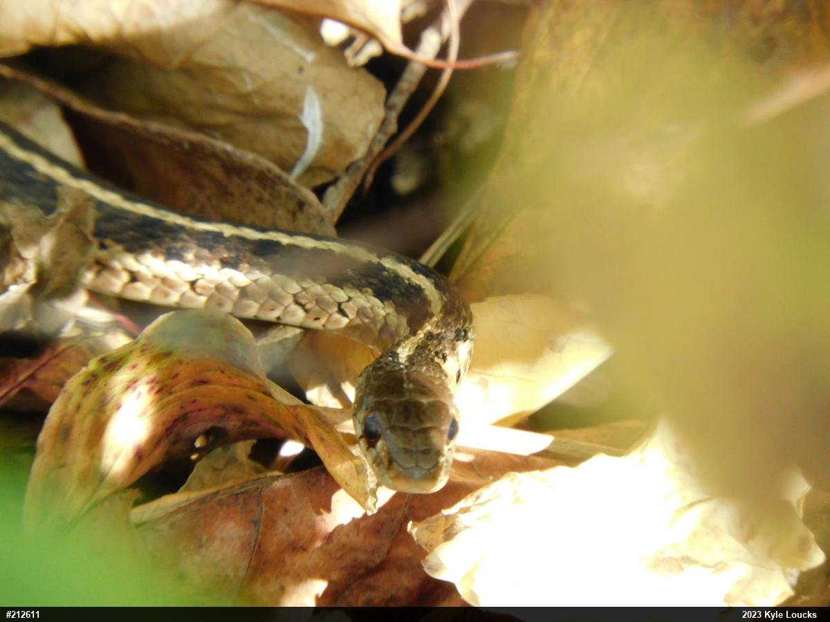 Eastern Gartersnake