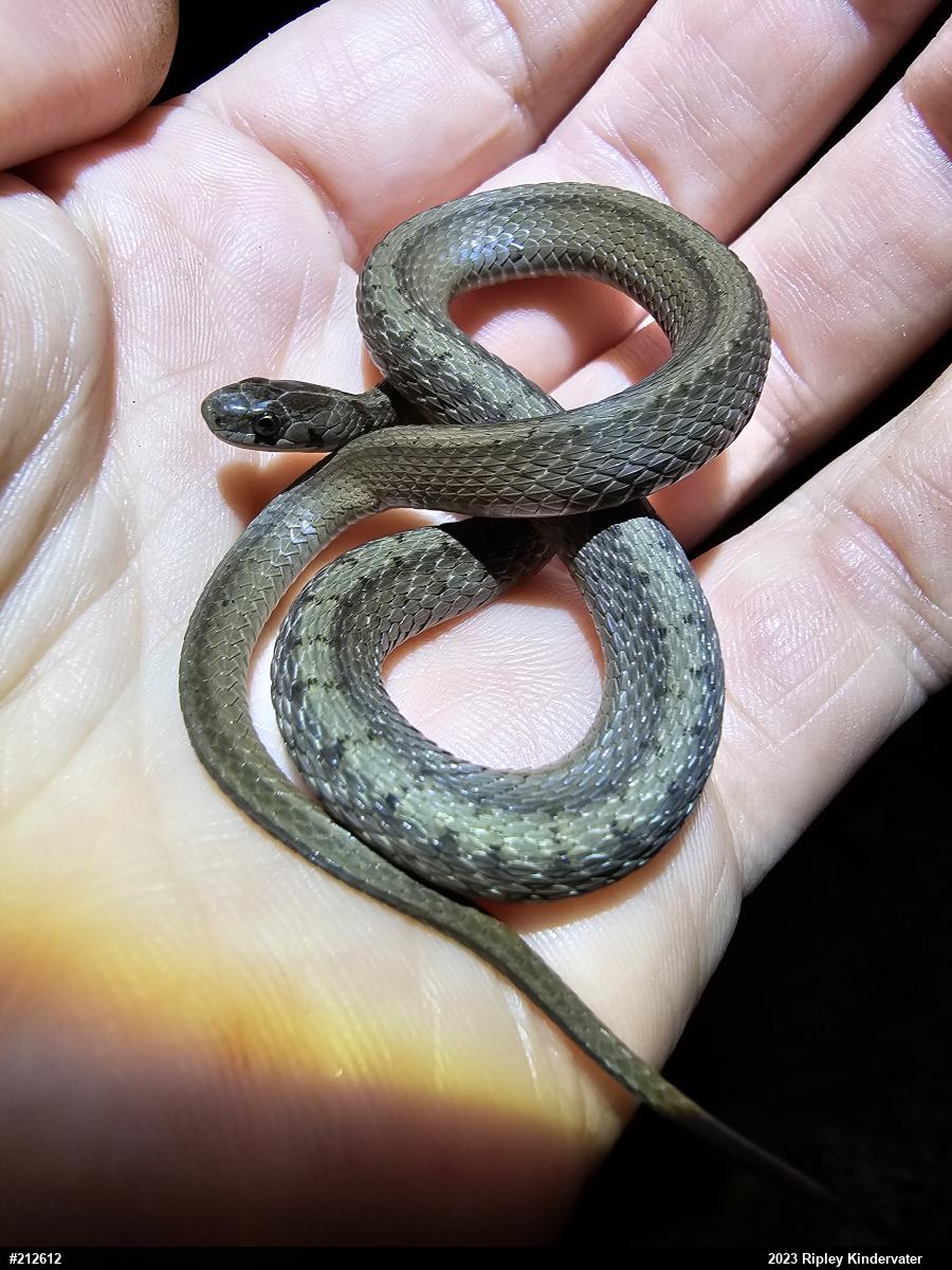 Dekay's Brownsnake