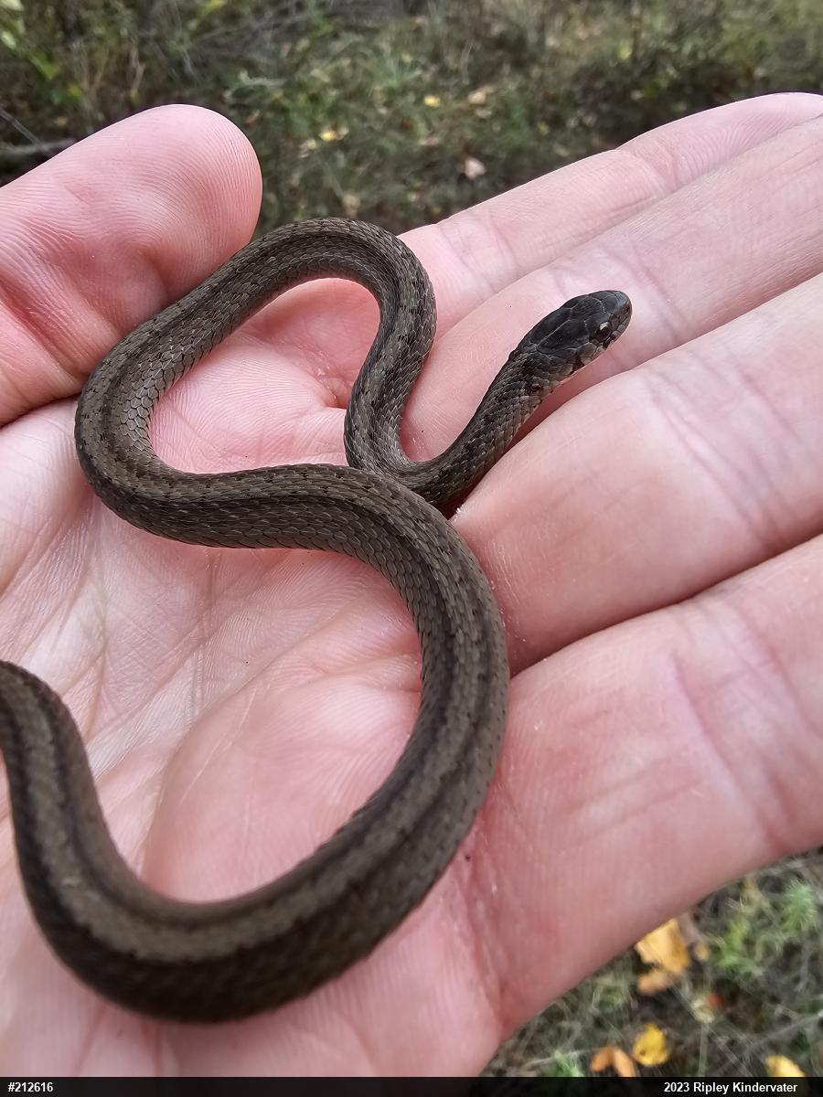 Dekay's Brownsnake