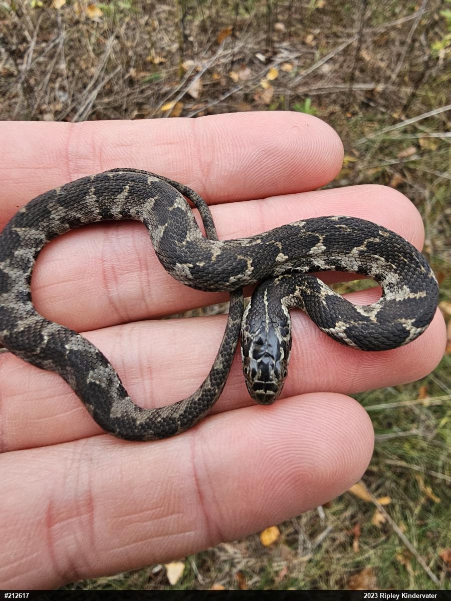 Northern Watersnake