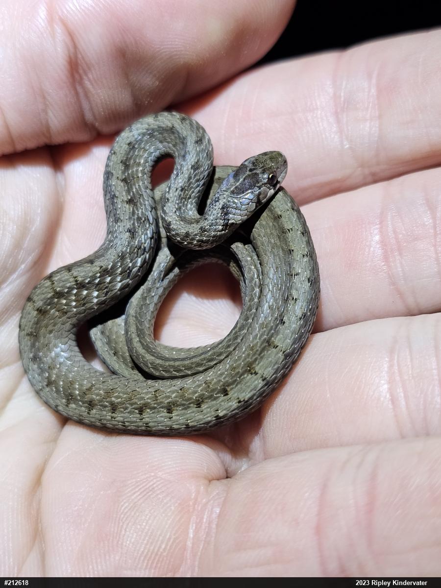 Dekay's Brownsnake
