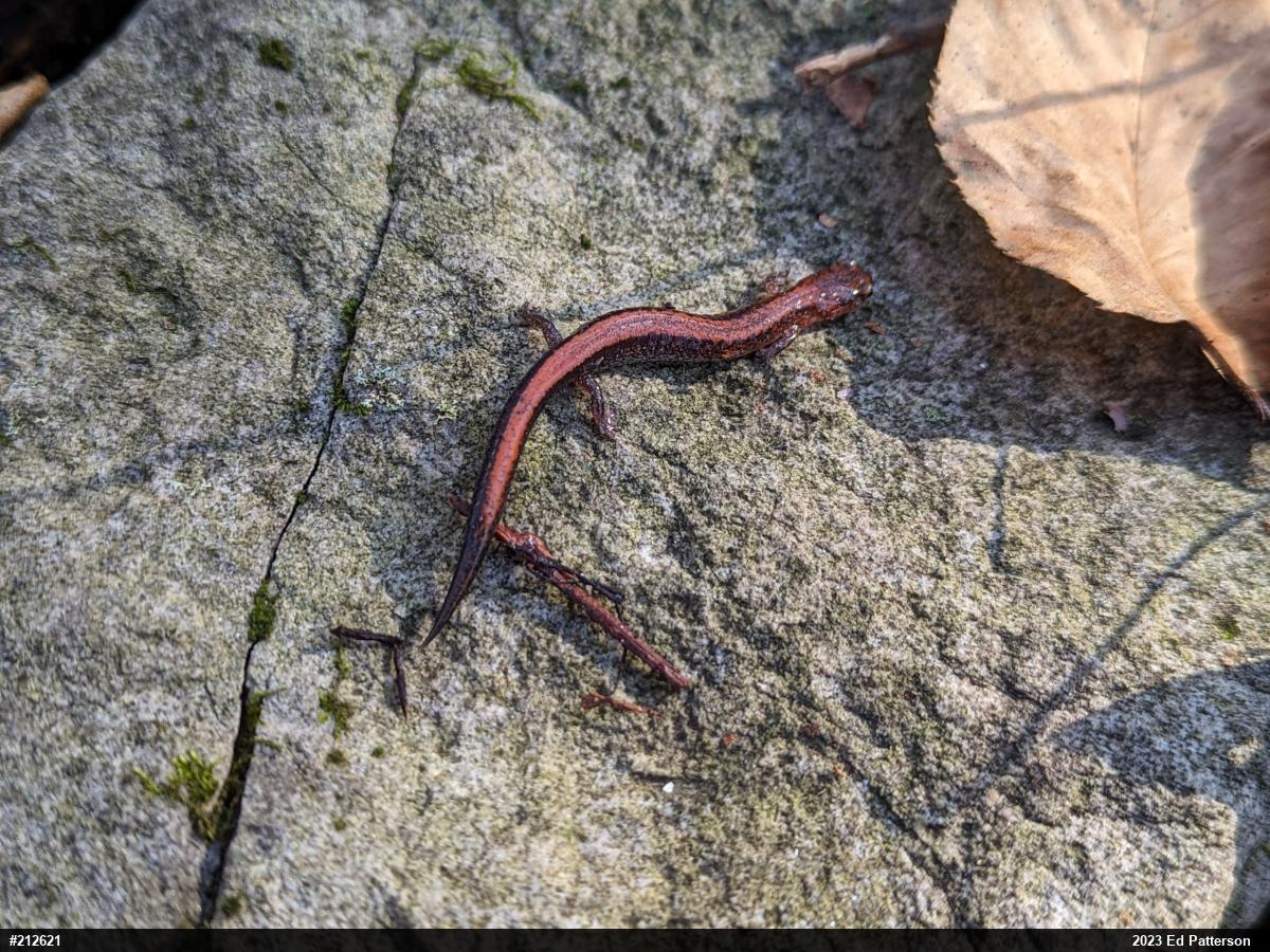 Eastern Red-backed  Salamander