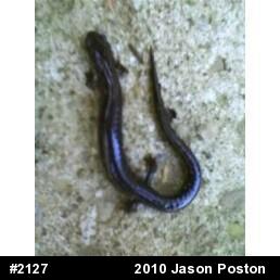 Northern Ravine Salamander