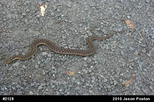 Eastern Gartersnake